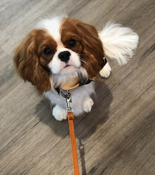 Cavalier spaniel hot sale for sale