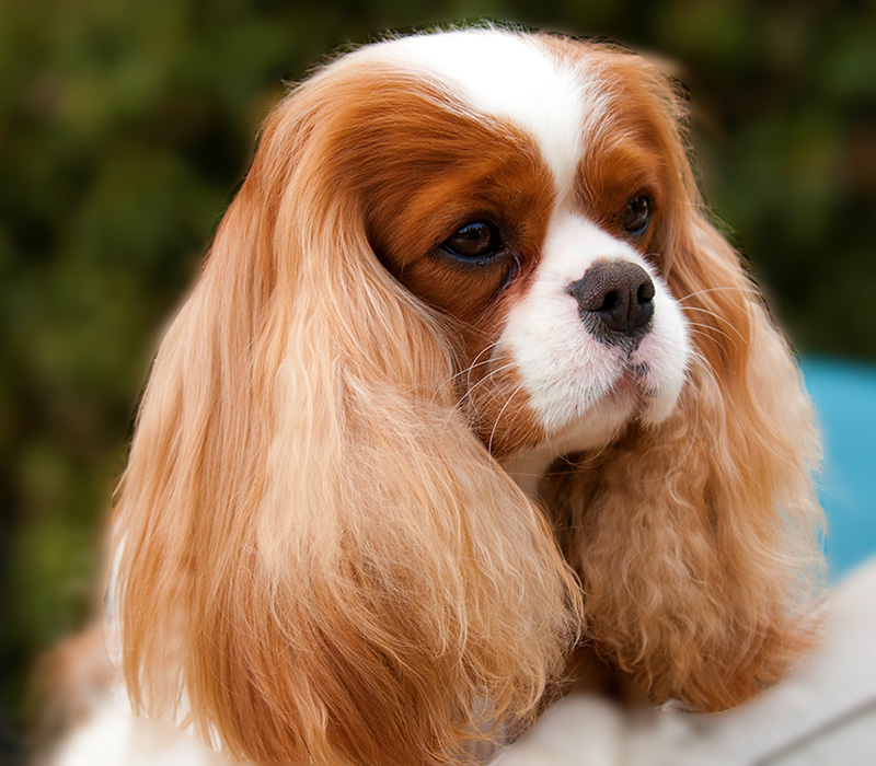 Cedar hot sale creek cavaliers