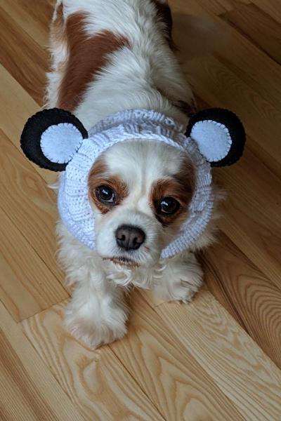 cedar creek cavaliers